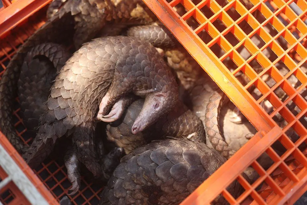 pangolin 2