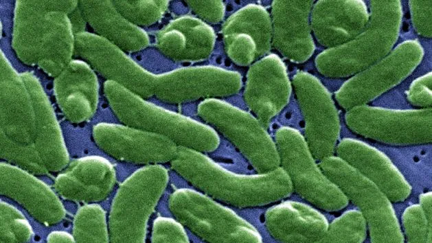 2Vibrio_vulnificus_01