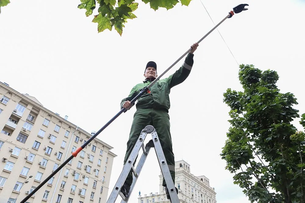 летние работы деревья
