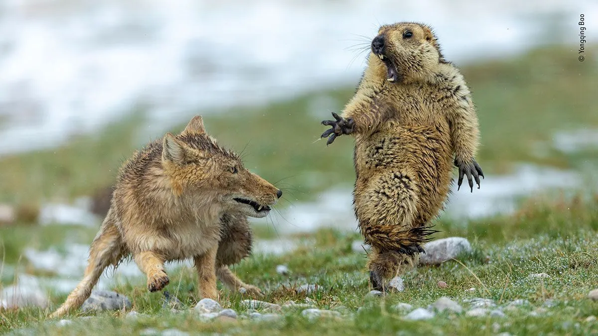 Wildlife Photographer of the Year 2019 победитель