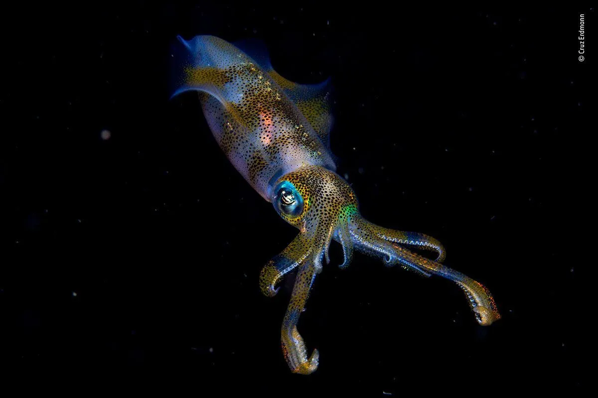 Wildlife Photographer of the Year 2019 молодой победитель