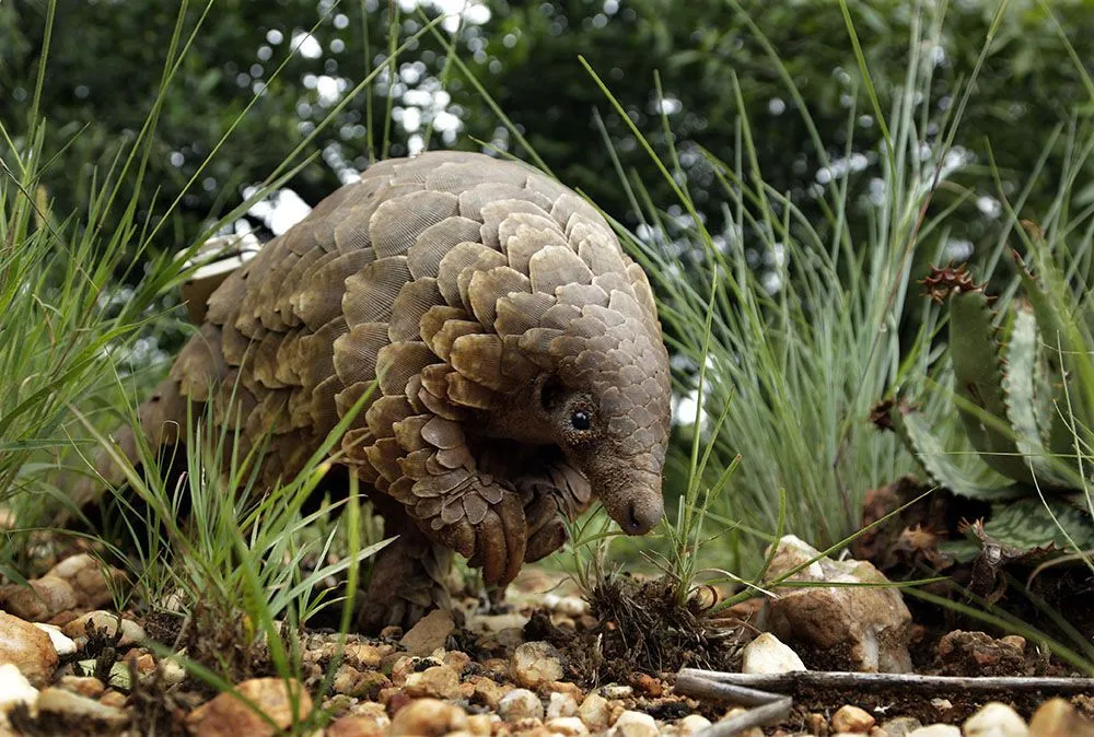 pangolin 1
