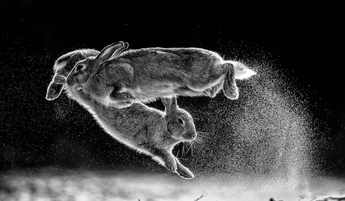Nature Photographer of The Year 2019 главный