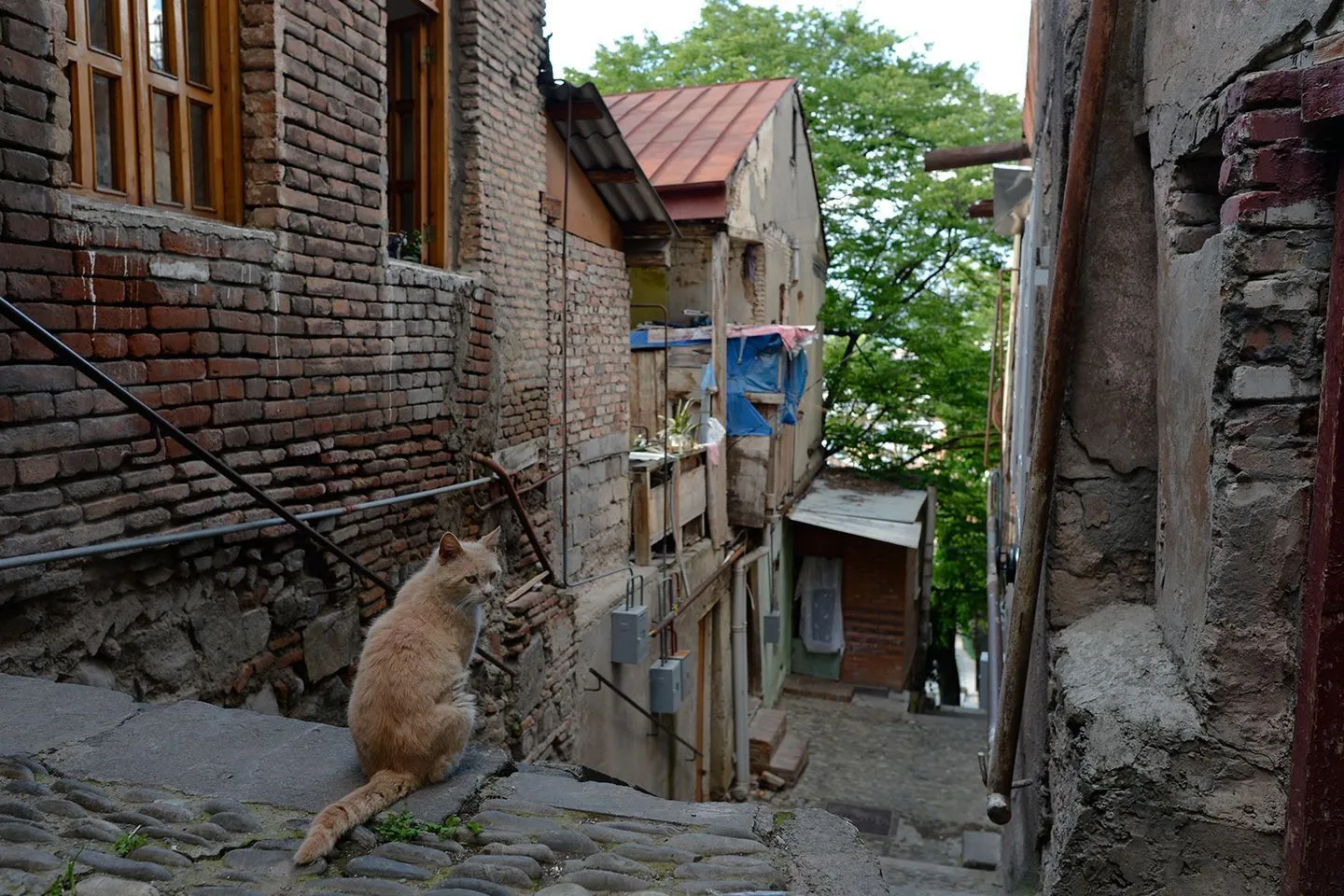 кот