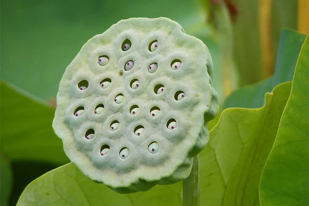 лотос