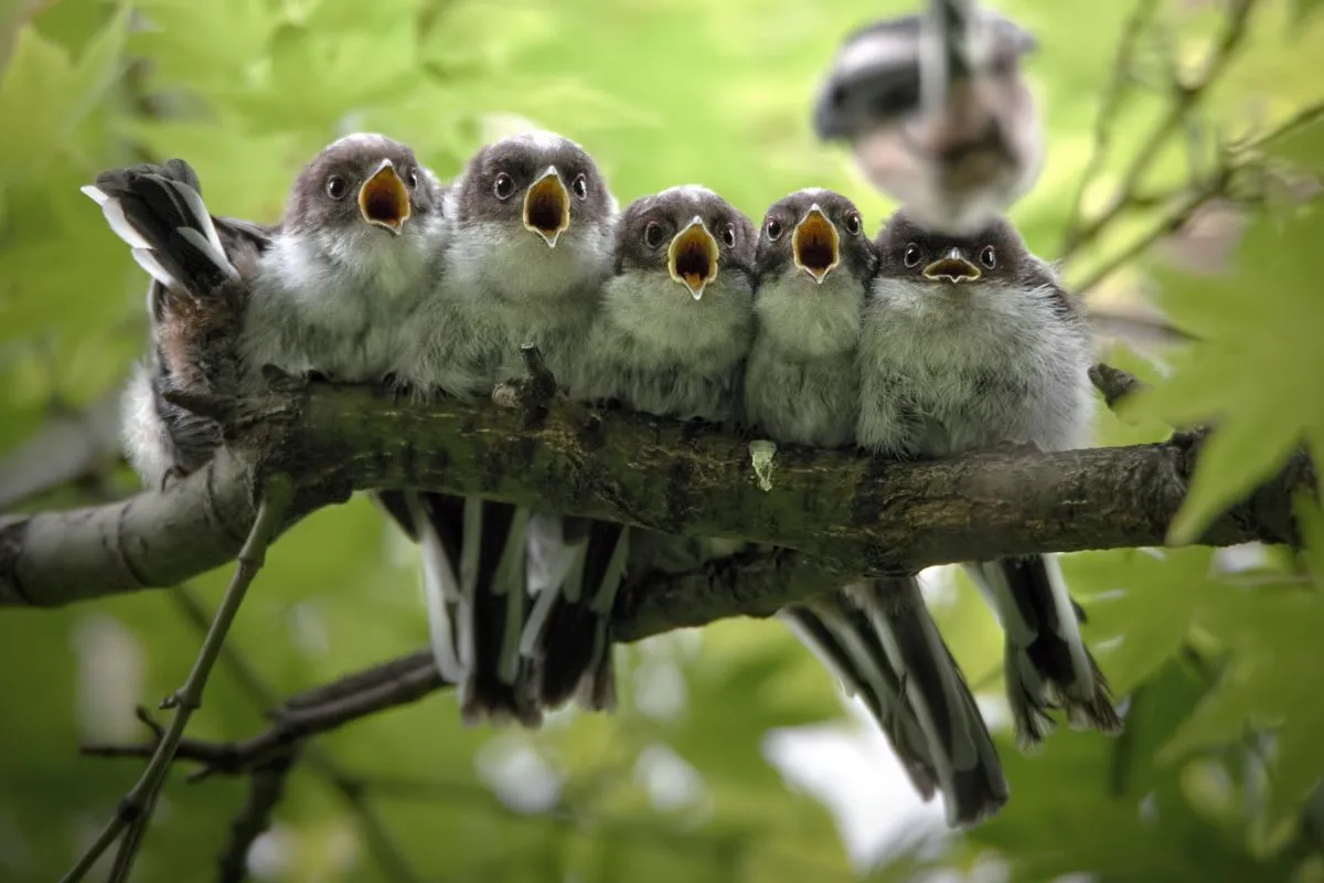 Nature Photographer of The Year 2019 категория молодые