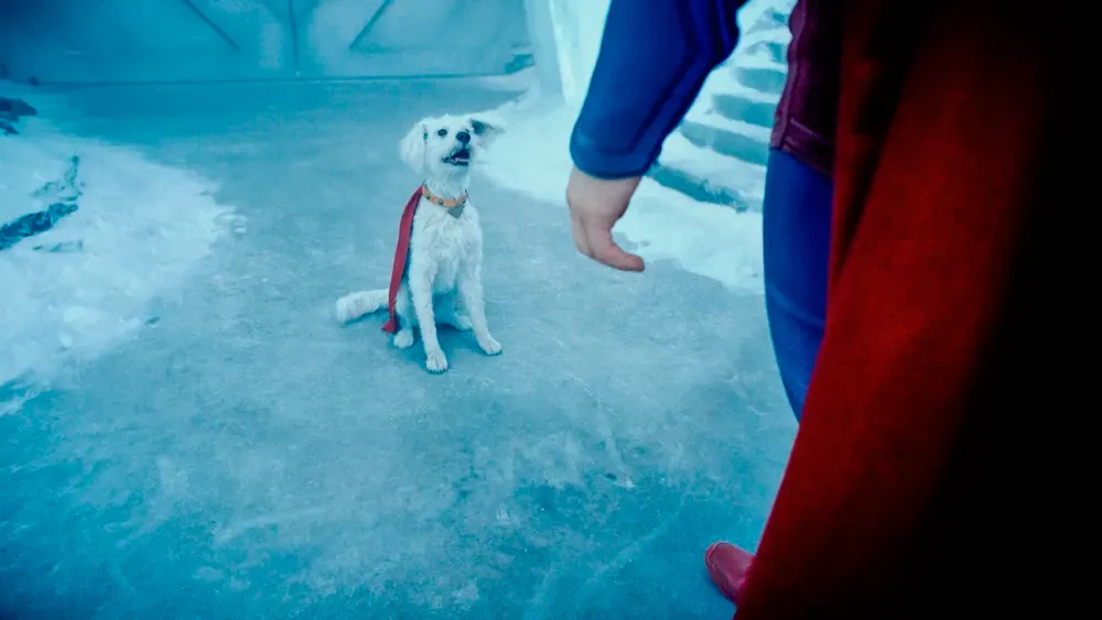 11cul-superman-dog-tvzc-superJumbo