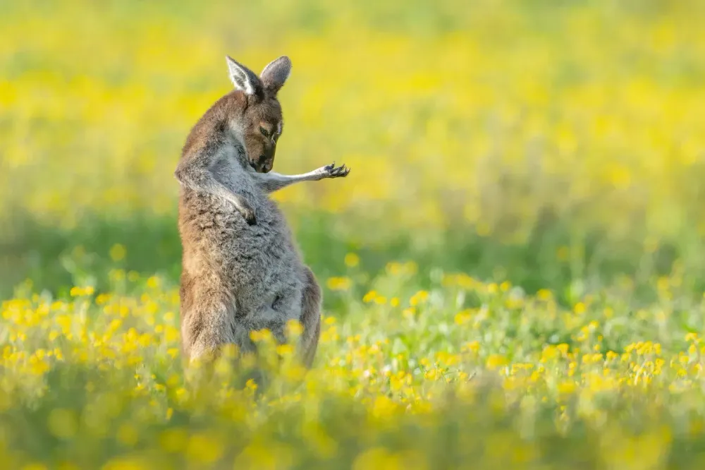 1. OVER ALL WINNER & CREATURES OF THE LAND WINNER_Jason Moore_Air Guitar Roo