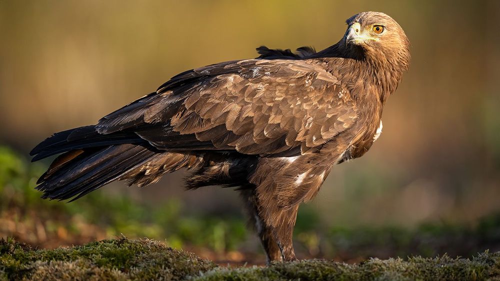 Greater spotted eagle (Clanga clanga) in the forest scenery