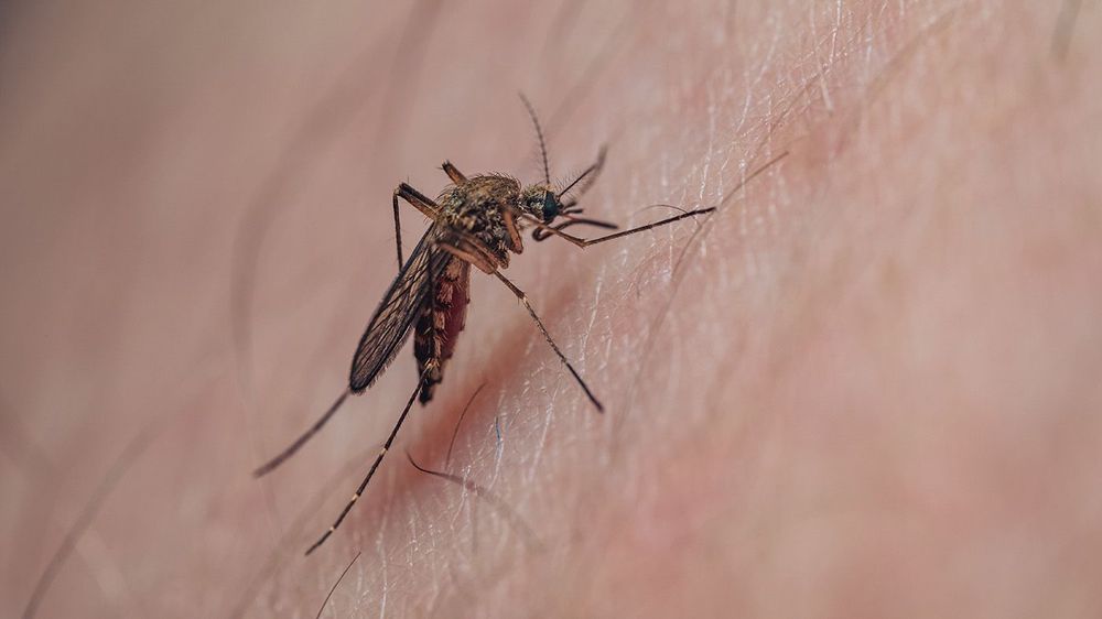 Mosquito (Culicidae) feeding on human skin in macro closeup natu