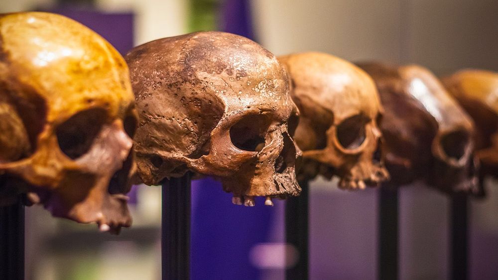 Selective focus, skulls without mandible