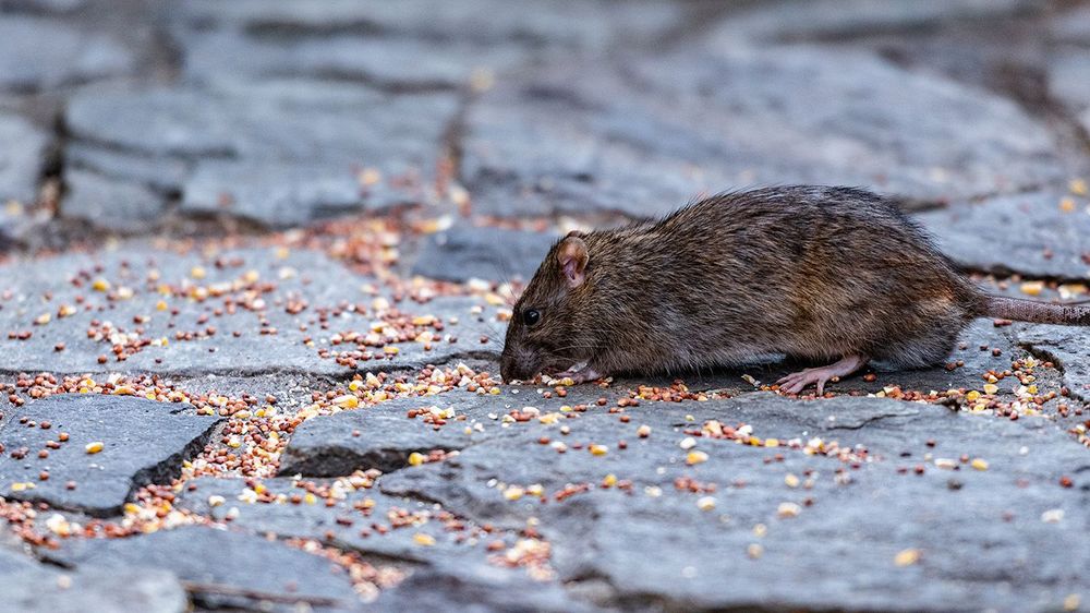 A rat is seen eating seeds