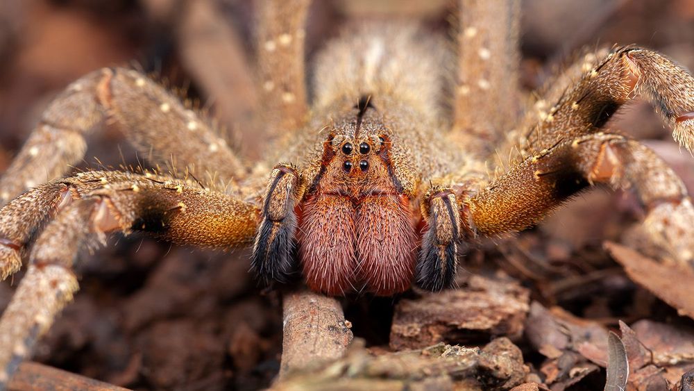 Brazilian wandering spider Phoneutria nigriventer