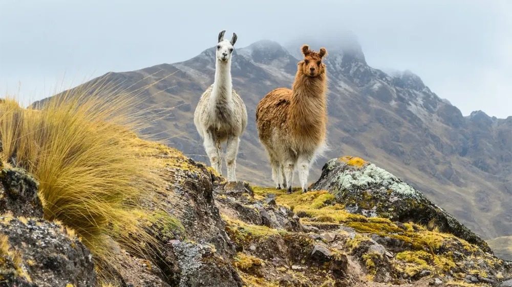 AdobeStock_536020987