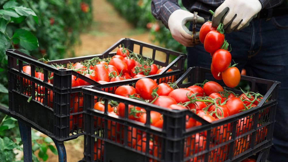 Ripe red tomatoes harvested by farmer hands