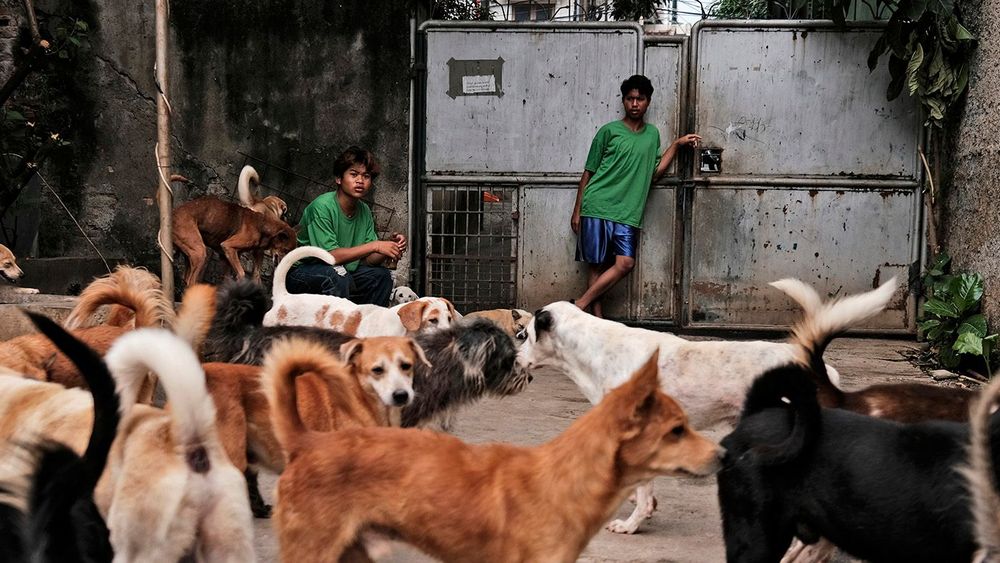 Indonesia Dog Shelter Photo Gallery