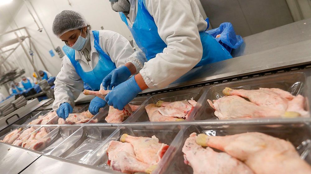 Hungarian EU Kosher slaughter