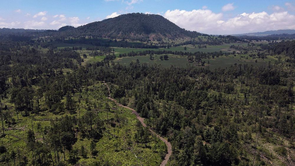 Mexico Illegal Logging