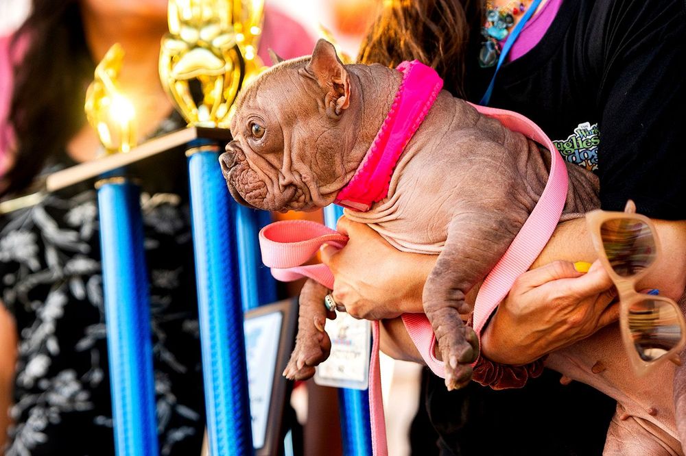 Ugly Dog Contest