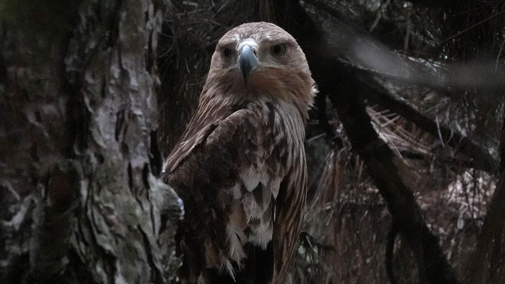 Serbia Eagle's Journey