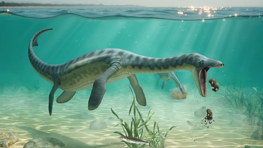 Conceptual interpretation of plesiosaurs feeding on the sea floo