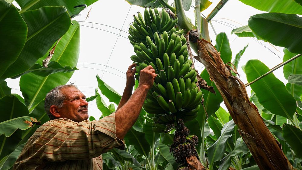 Turkish farms
