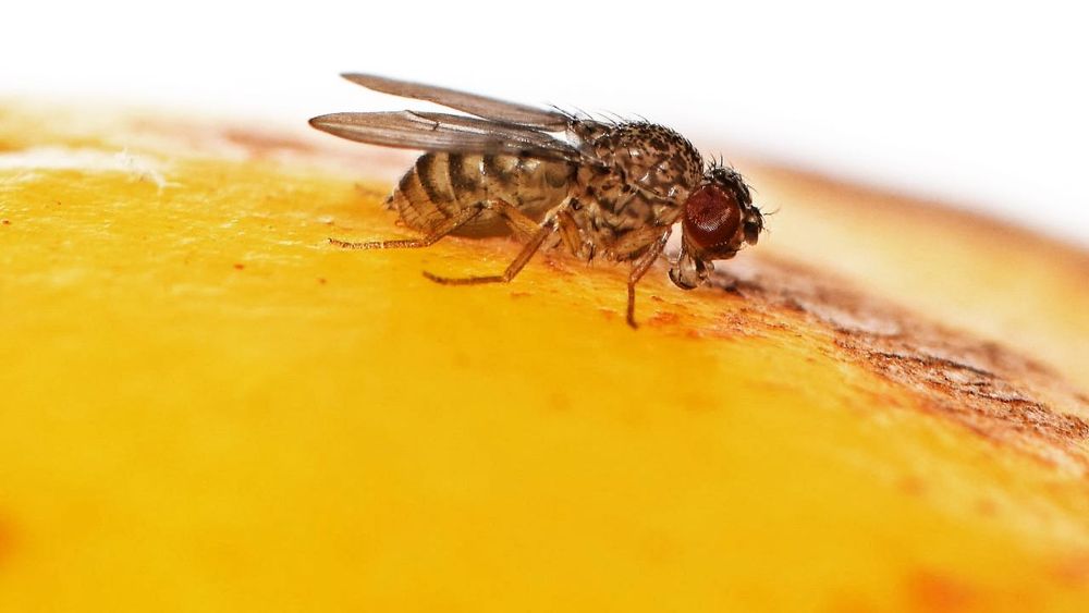 bee