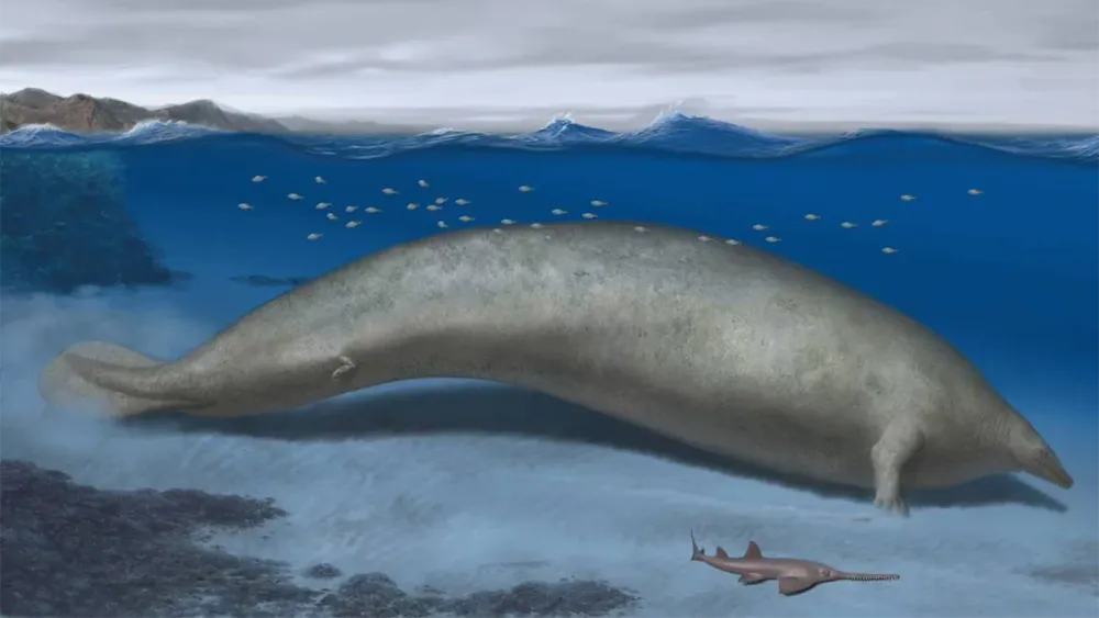 blue whales