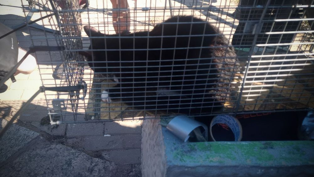 cat