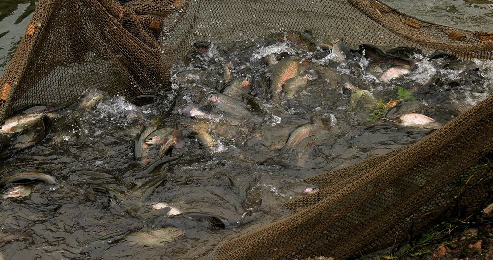 Не выбрасывать, а перерабатывать: куда Европа направит рыбные отходы?