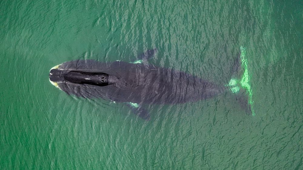 Bowhead whale, Balaena mysticetus