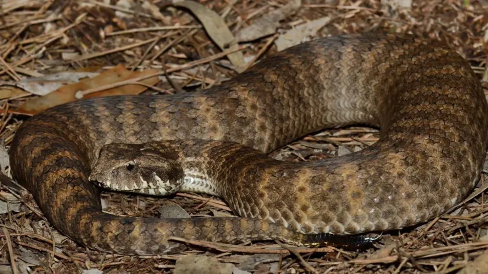 death-adder-photo-by-luke-allen