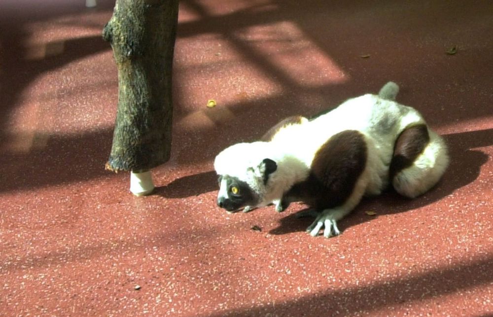 RARE LEMURS