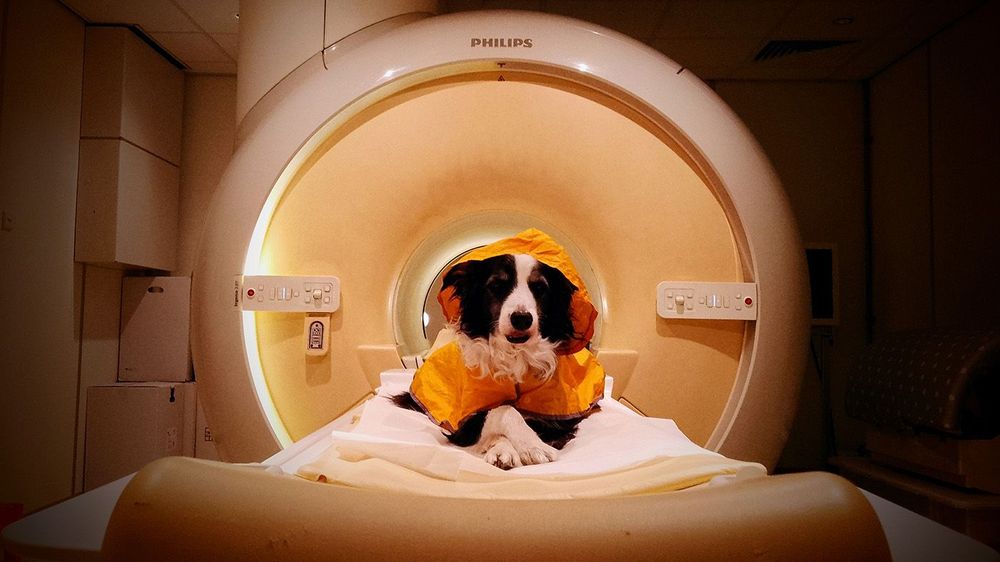Dog getting an fMRI CREDIT Laura V