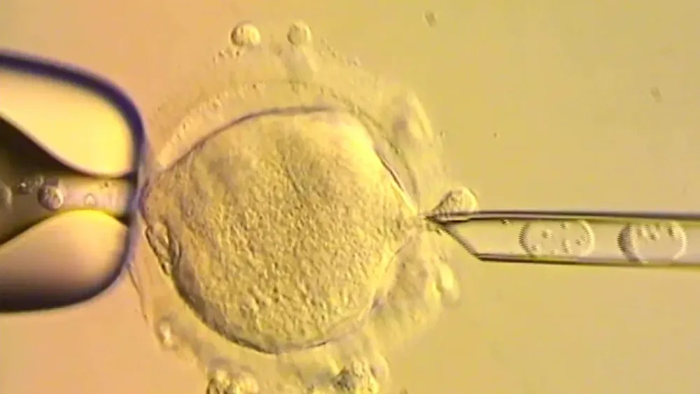 embryo-mitochondrial