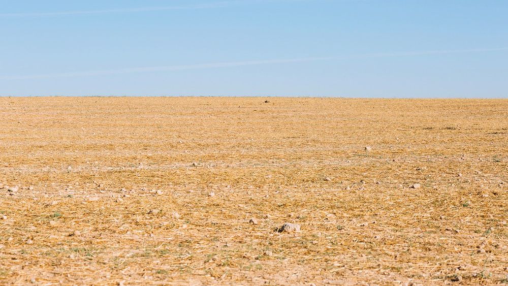 field-with-dry-grass copy
