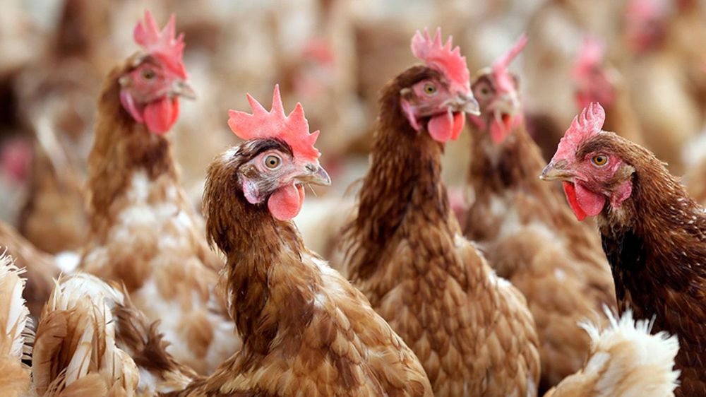 Cage Free Chickens