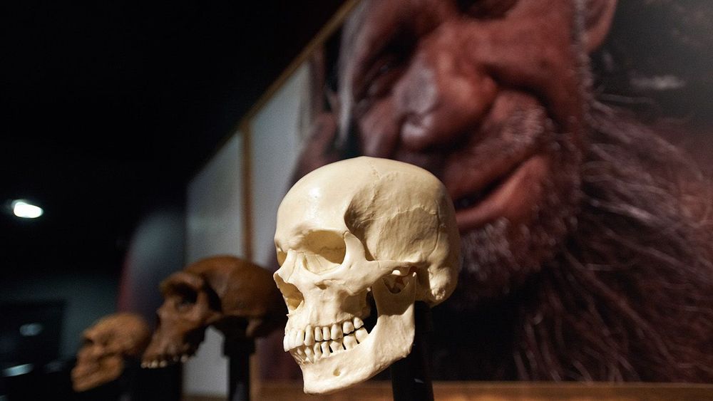 'Extinction: An End To The World ?' - Exhibition In Toulouse