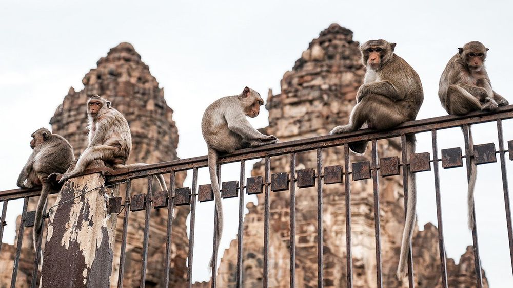 Macaques, symbol of Thailand's Lopburi city