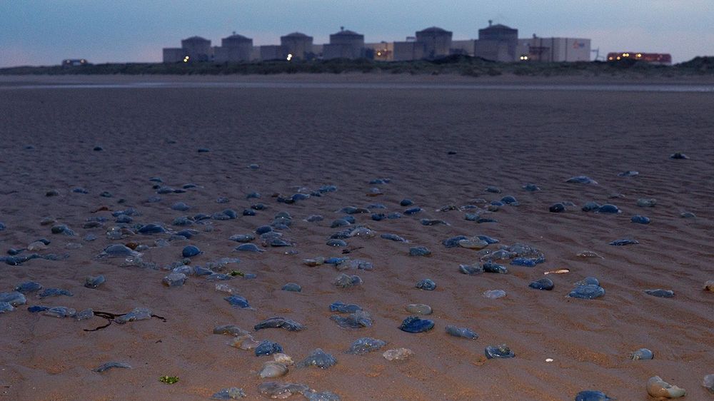 Jellyfish Close Down Nuclear Power Plant