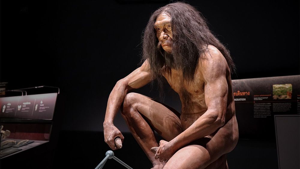 Bangkok, Thailand - November 13 2020: Homo erectus at Rama9 muse