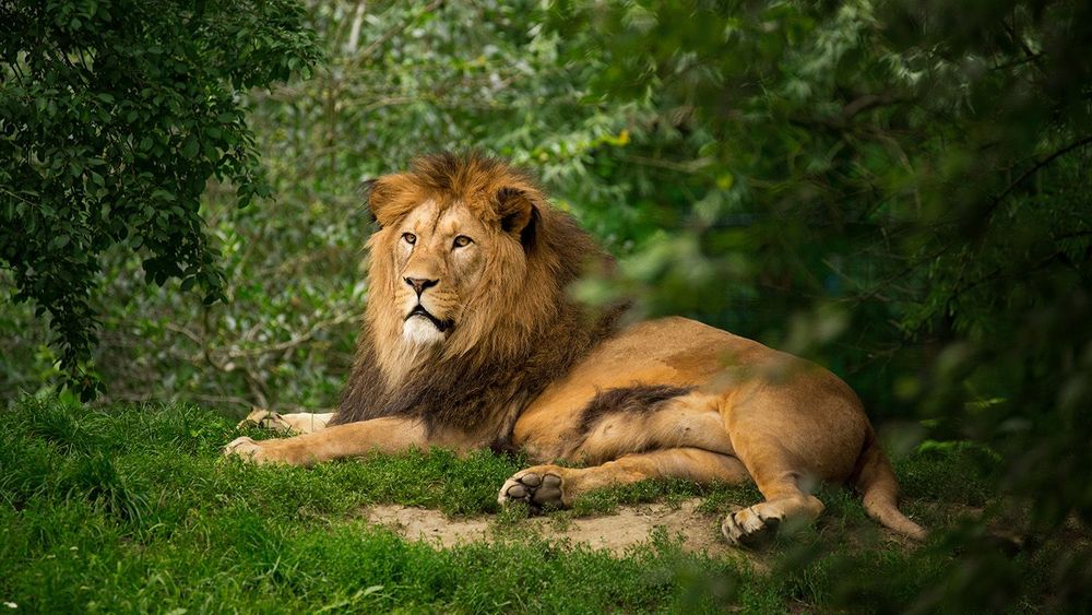 Barbary lion hidden in dense vegetation in nature. Outdoor scene