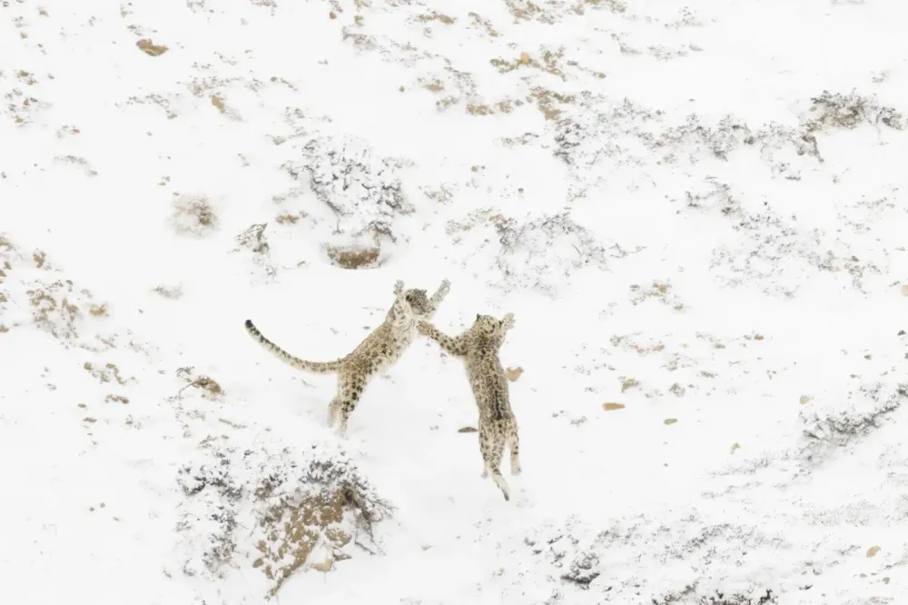 NPOTY Photo Contest 2024 - Games Between Siblings - Paolo Della Rocca - Winner - C2 - Mammals - HR - 261441