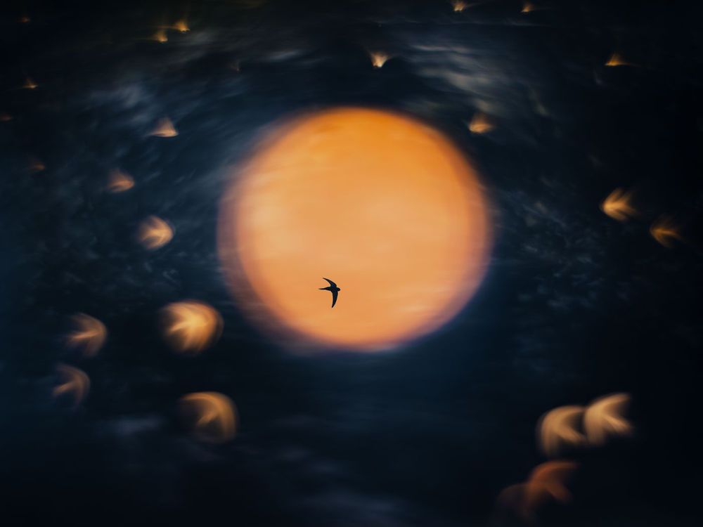 NPOTY Photo Contest 2025 - Sundance - Asmund Keilen - C1 - Birds - High Res