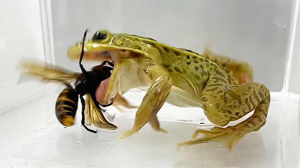 Pelophylax_nigromaculatus_clear