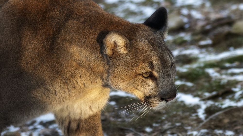 Selective focus shot of a cougar walking