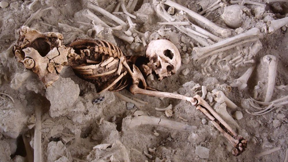 Skeleton