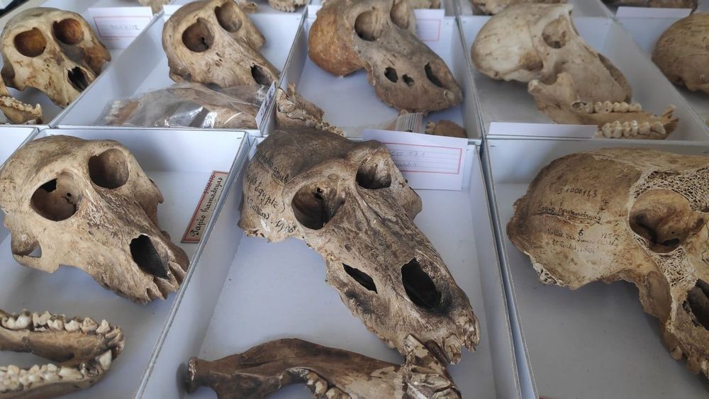 skulls
