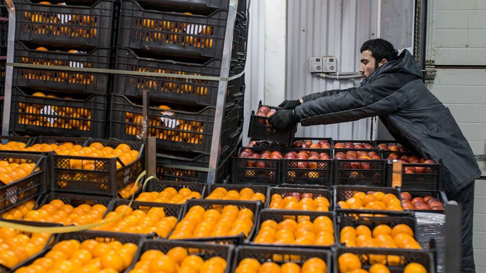 Продажа сирийских овощей и фруктов началась в оптово-продовольственном центре "Фуд сити"