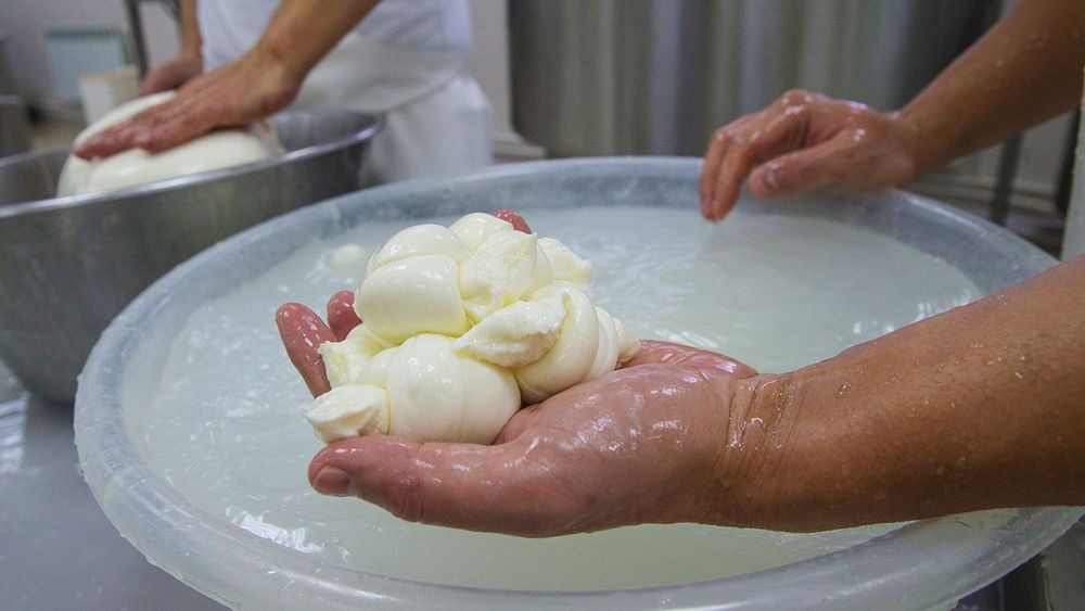 DolceLatte cheese factory in Moscow Region, Russia